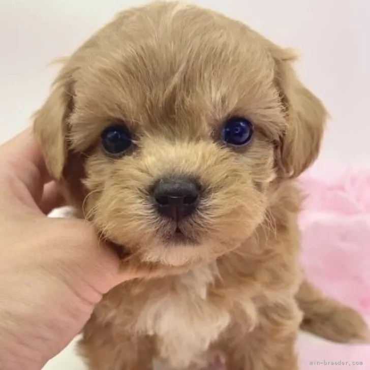 ID：2305-05621の子犬