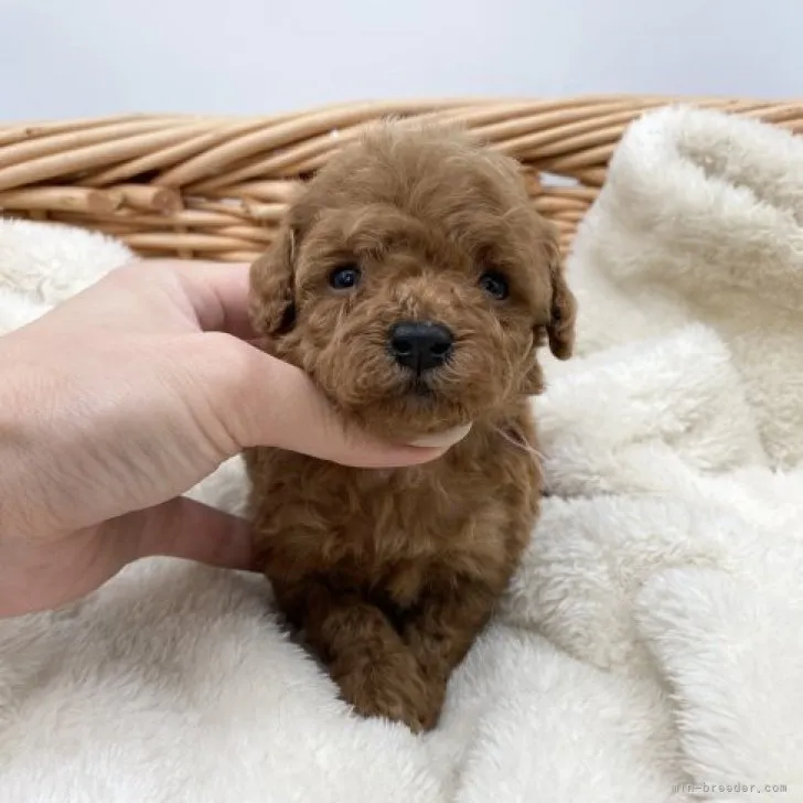 T.M 様のお迎えした子犬