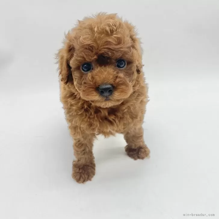ID:2405-03769の子犬