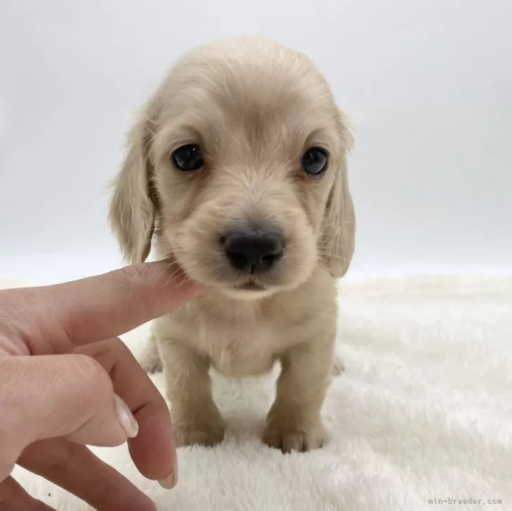 ID:2404-05902の子犬