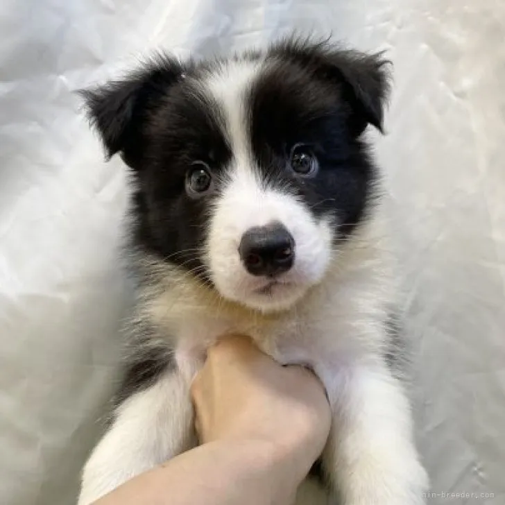 ID:2307-06493の子犬