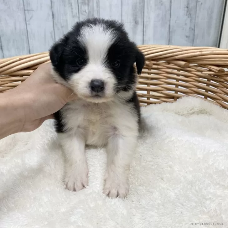 ID：2312-04092の子犬