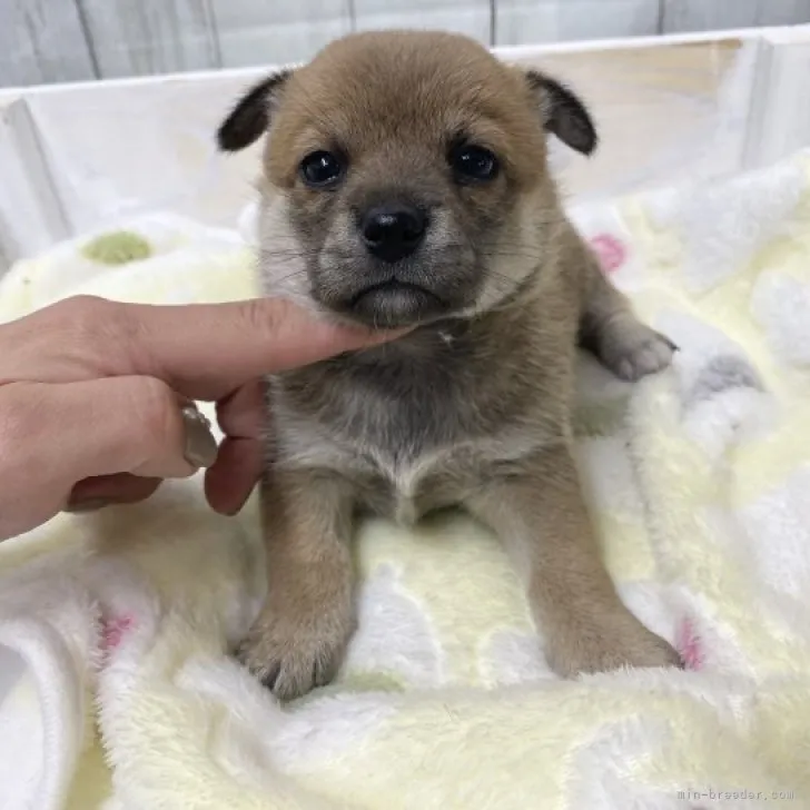 ID:2311-06121の子犬