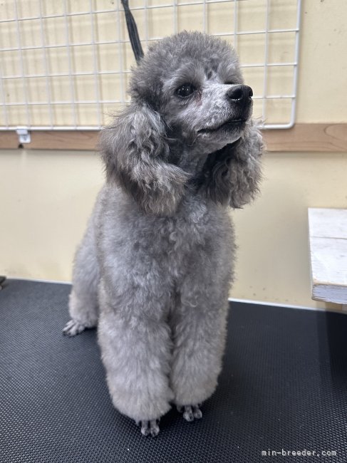 トイプードル(トイ)【・女の子・2022年5月15日・シルバー】