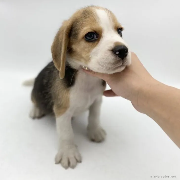 ID：2306-03101の子犬