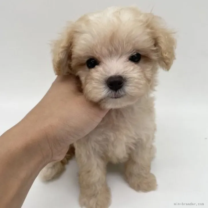 ID:2309-05293の子犬
