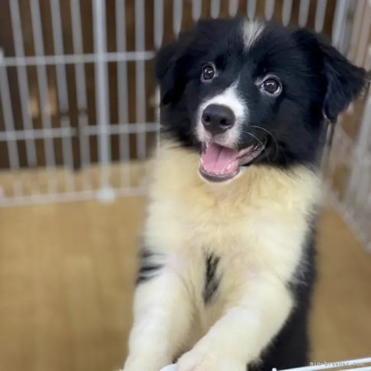 ID：2305-03663の子犬