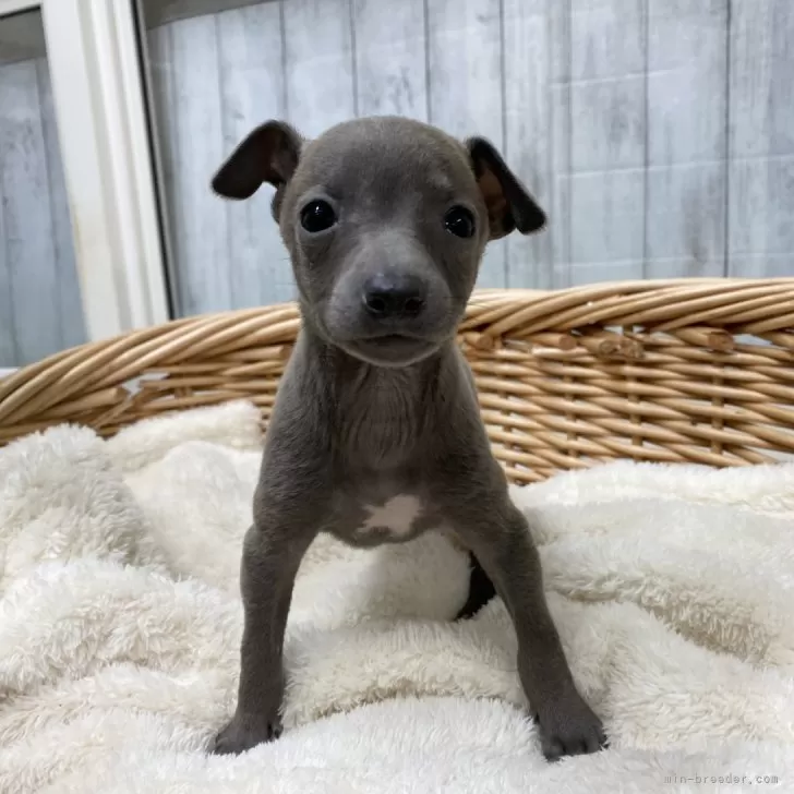 みっちょん 様のお迎えした子犬