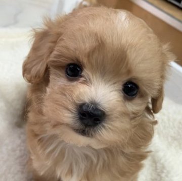 マルプー【愛知県・男の子・2023年4月19日・レッド系】の写真「まる顔🎶明日までの募集です🐶」