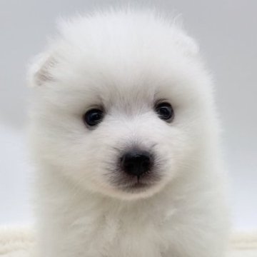 日本スピッツ【愛知県・男の子・2023年5月10日・ホワイト】の写真「両親小柄🐶キツネ顔のおっとりくん」