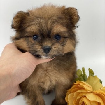 ポメプー【愛知県・女の子・2023年4月9日・オレンジ】の写真「両親2キロ🐶お顔も可愛い両親あえます💕」