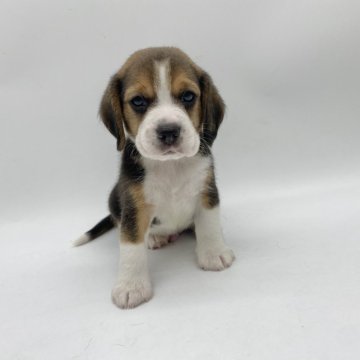 ビーグル【愛知県・男の子・2024年4月20日・ブラックタン&ホワイト】の写真「とっても綺麗なブレーズの男の子です」