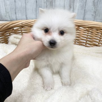 日本スピッツ【愛知県・男の子・2023年11月14日・白】の写真「可愛い男の子💛」