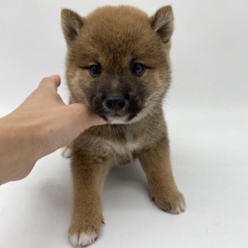 柴犬(標準サイズ)【愛知県・男の子・2023年9月2日・赤】の写真「とても可愛い柴ちゃん」