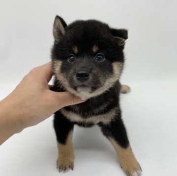 柴犬(標準サイズ)【愛知県・女の子・2023年9月2日・黒】の写真「とても可愛い黒ちゃん」