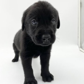 ラブラドールレトリバー【愛知県・男の子・2023年7月30日・ブラック】の写真「可愛い男の子」
