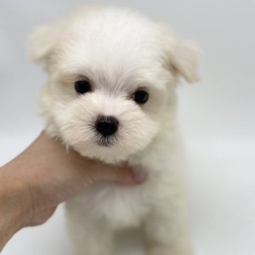 マルチーズ【愛知県・男の子・2023年5月6日・ホワイト】の写真「7/1までの募集。尻尾フリフリ人懐っこい男の子🌟」