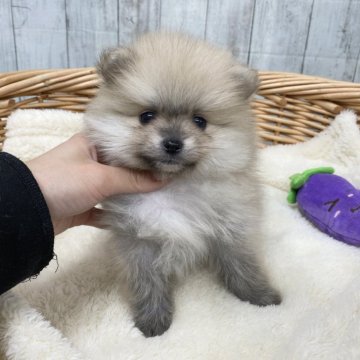 ポメラニアン【愛知県・男の子・2023年11月11日・クリームセーブル】の写真「おもちゃ大好き🫶とっても可愛い男の子✨」