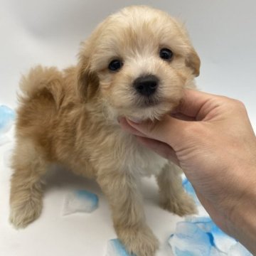 マルプー【愛知県・男の子・2023年4月19日・クリーム系】の写真「元気な男の子🎶明日までの募集です🐶」