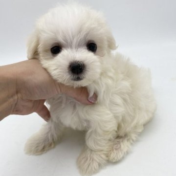 マルチーズ【愛知県・女の子・2023年5月6日・ホワイト】の写真「7/1までの募集です。お顔も可愛く小柄💕」