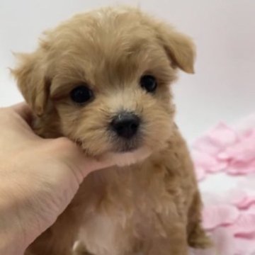 マルプー【愛知県・女の子・2023年4月19日・レッド系】の写真「くりくりお目目♡1番小柄な女の子♡」