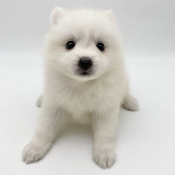 日本スピッツ【愛知県・女の子・2023年7月16日・白】の写真「くりくりお目目の可愛い女の子🎀」