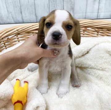 ビーグル【愛知県・男の子・2023年11月5日・ブラックタン&ホワイト】の写真「白多めの可愛い男の子🩵」