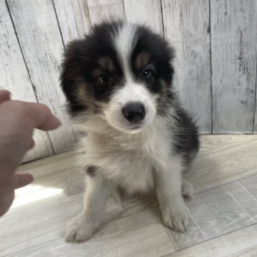 ボーダーコリー【愛知県・男の子・2024年7月5日・ブラックタン&ホワイト】の写真「かっこいいお顔の男の子✨」