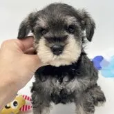 ミニチュアシュナウザー【愛知県・男の子・2023年5月13日・ソルト&ペッパー】の写真1「6/22」