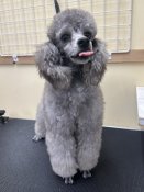 トイプードル(トイ)【・女の子・2022年5月15日・シルバー】