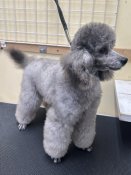 トイプードル(トイ)【・女の子・2022年5月15日・シルバー】