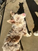 ボーダーコリー【・女の子・2024年4月24日・チョコレートマール】