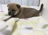 ミックス(チワワ×柴犬)【愛知県・女の子・2023年10月28日・レッド】の写真4