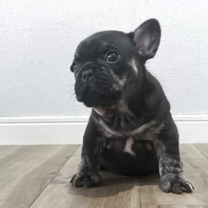ID：2505-06806の子犬