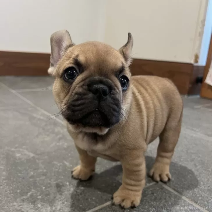 ID：2503-02329の子犬