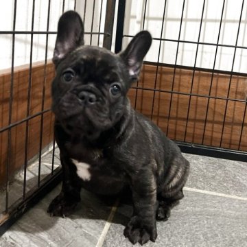 フレンチブルドッグ【愛媛県・女の子・2025年8月31日・ブリンドル】の写真「良血統⭐︎チャンピオン孫」