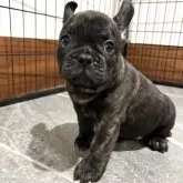 フレンチブルドッグ