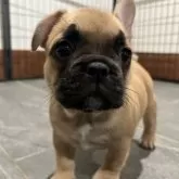 フレンチブルドッグ【愛媛県・女の子・2025年8月31日・フォーン】の写真1「お顔、ボディバランス共に最高な女の子です！」