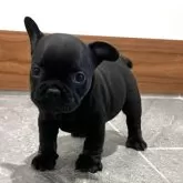 フレンチブルドッグ【愛媛県・女の子・2025年4月30日・ブリンドル】の写真1