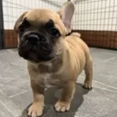 フレンチブルドッグ【愛媛県・女の子・2025年8月31日・フォーン】の写真2