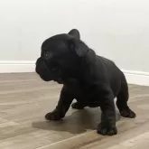 フレンチブルドッグ【愛媛県・女の子・2025年4月30日・ブリンドル】の写真2