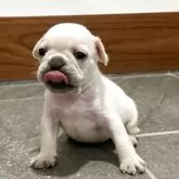 フレンチブルドッグ【愛媛県・男の子・2025年4月30日・クリーム(白)】の写真2