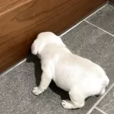 フレンチブルドッグ【愛媛県・男の子・2025年4月30日・クリーム(白)】の写真5