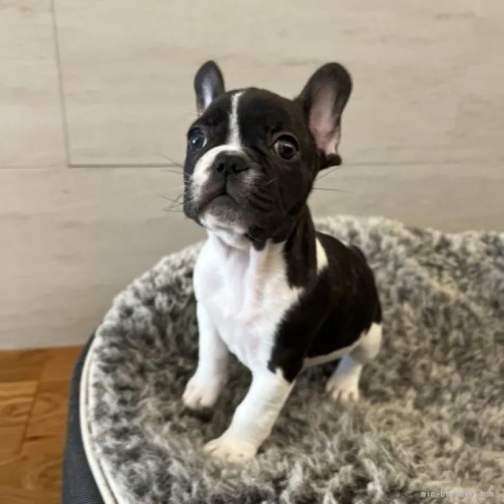 ID：2310-01266の子犬