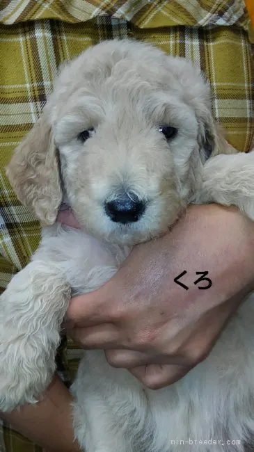 ID:1905-00858の子犬