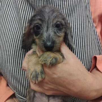 カニンヘンダックスフンド(ワイアー)【兵庫県・女の子・2023年9月14日・シルバーダップル】の写真「見学時気に入って頂けたらそのまま連れて帰れます❤️」