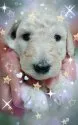 スタンダードプードル【兵庫県・男の子・2018年8月7日・ホワイト】の写真4「9/3撮影」