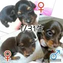 カニンヘンダックスフンド(ロング)【兵庫県・女の子・2021年1月31日・チョコ&タン 村岡様】の写真5