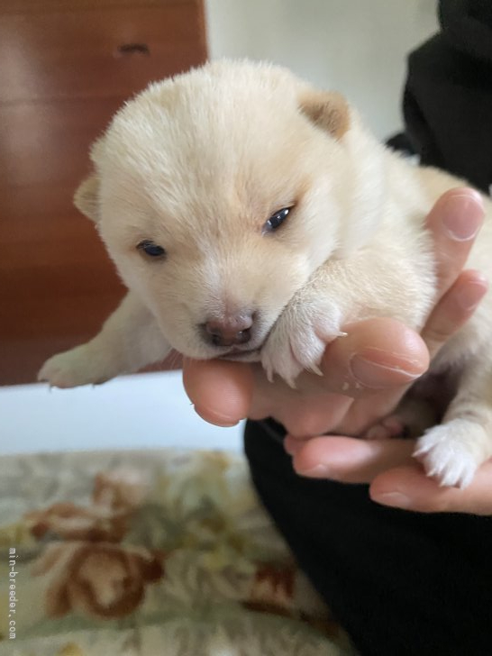 清田　勝彦(きよた　かつひこ)ブリーダー(福岡県・柴犬など・一般社団法人日本豆柴協会登録)の紹介写真2