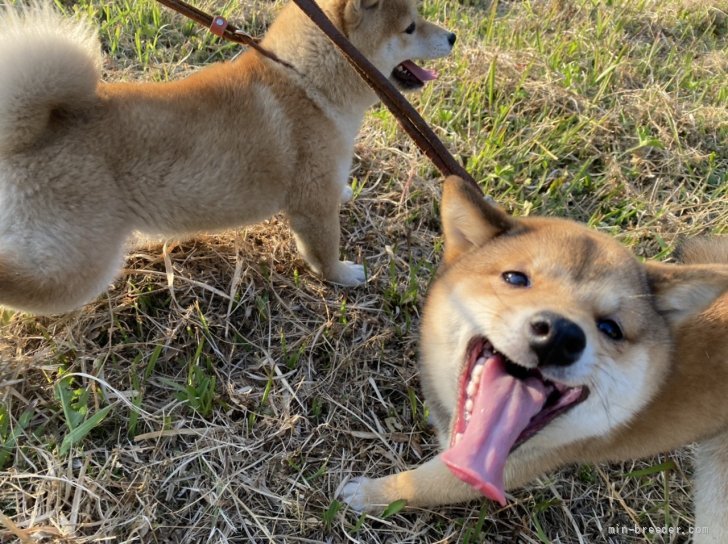 清田　勝彦(きよた　かつひこ)ブリーダー(福岡県・柴犬など・一般社団法人日本豆柴協会登録)の紹介写真3